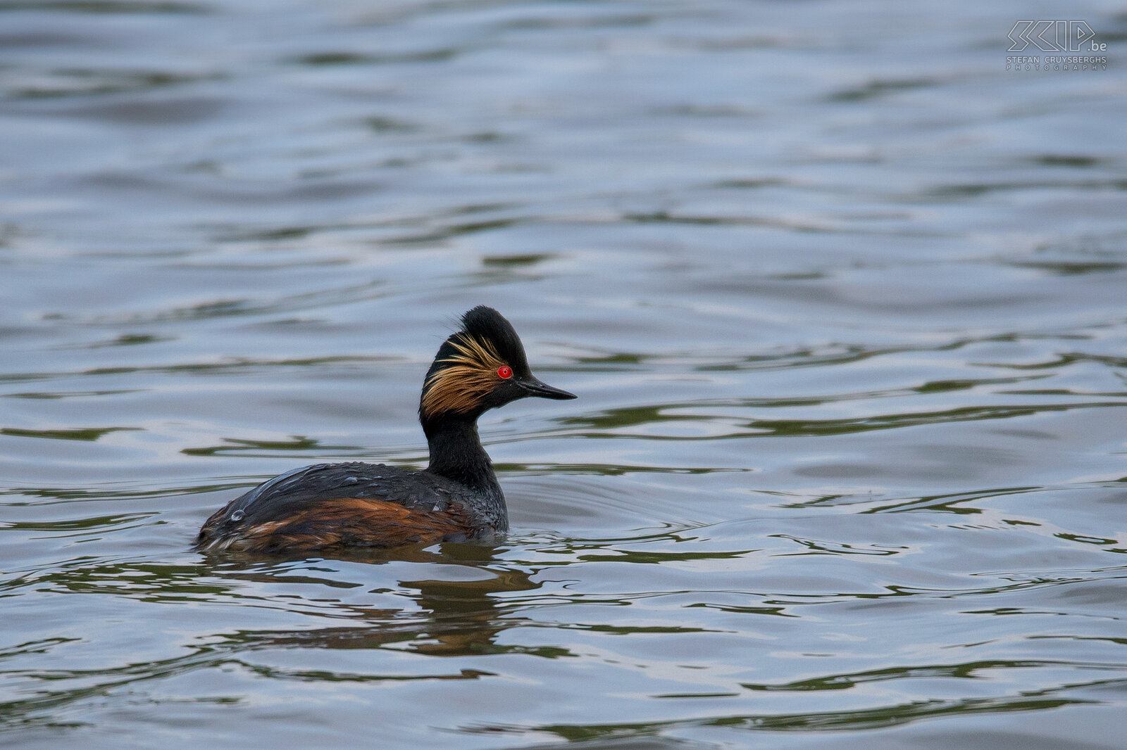 Water birds - Eared grebe Eared grebe / Podiceps nigricollis Stefan Cruysberghs